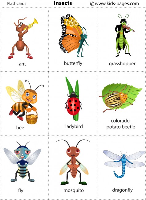 English Blog El Sagrer: INSECTS (1st AND 2nd GRADE)