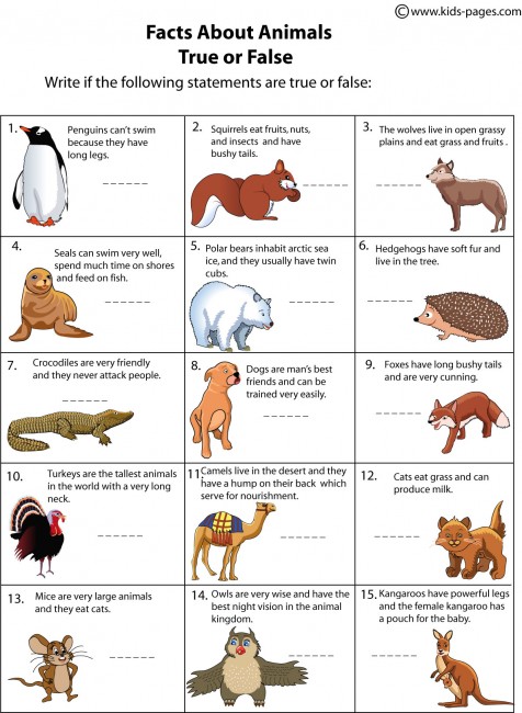 Animals Facts Worksheet