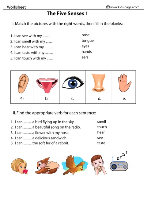 The Five Senses 1 Worksheet