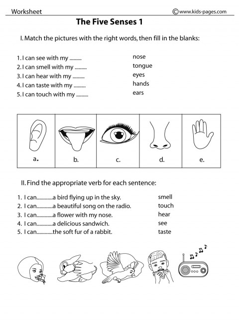 five-sense-worksheet-new-384-our-five-senses-worksheets-kindergarten