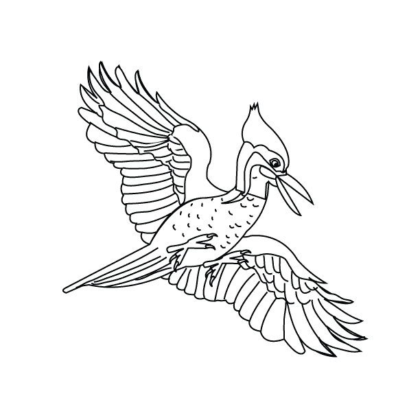 Coloring Pages - Bird20