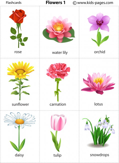 Flowers 1 flashcard