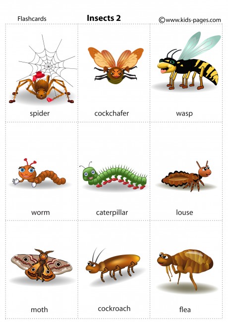 Free Printable Insect Flashcards - FREE PRINTABLE TEMPLATES